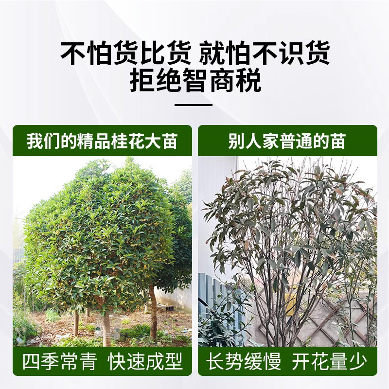 桂花树苗大树八月金桂丹桂庭院别墅地栽四季桂绿植好养室外开花 - 图2