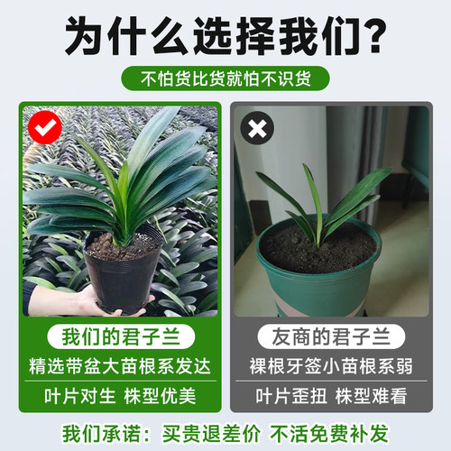 君子兰盆栽带花苞发货精品名贵国宝级圆头花卉室内外四季好养植物 - 图0
