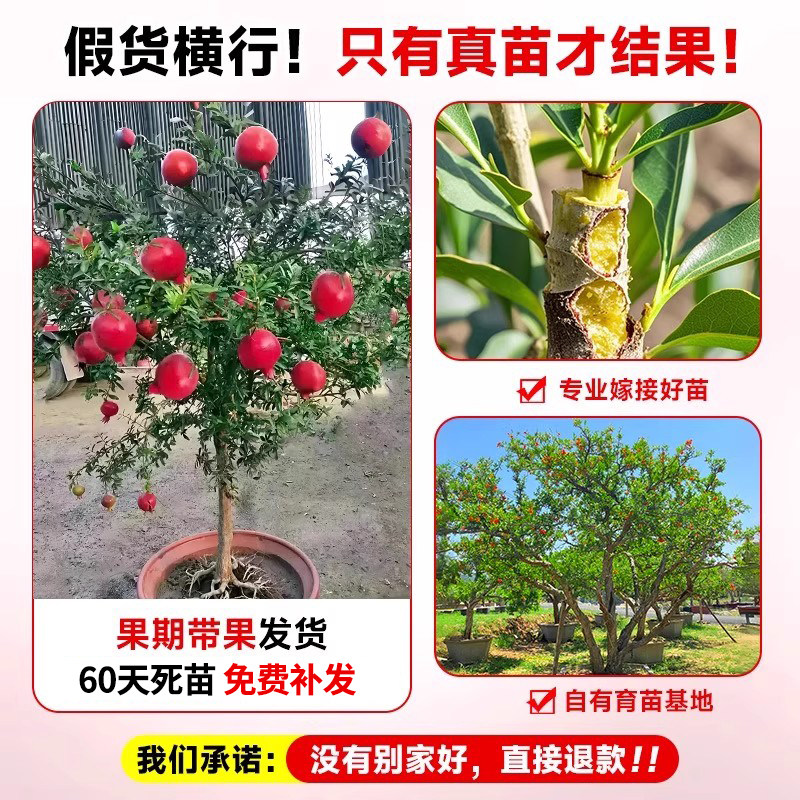 石榴树树苗突尼斯软籽石榴苗盆栽庭院果树无籽甜石榴特大带土果苗,淘宝优惠券,粉丝福利购,淘宝优惠卷