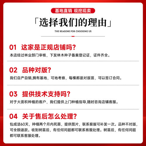 石榴树树苗庭院果树老桩突尼斯软籽无籽蒙阳红石榴盆栽特大带土球 - 图2