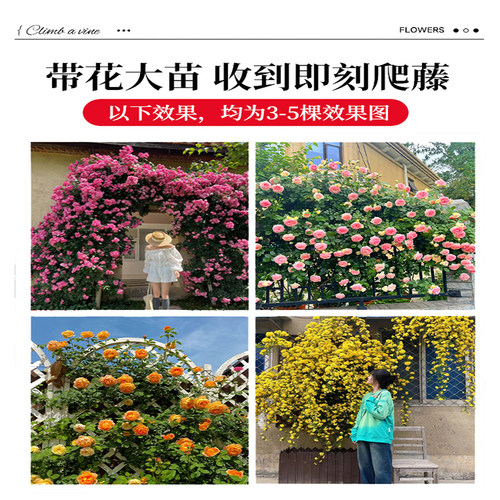 1米8母系大苗蔷薇花苗爬藤月季四季开花卉植物庭院室内外盆栽玫瑰 - 图3