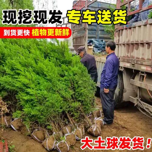 松柏树树苗坟地墓前树龙柏桧塔柏庭院工程绿化行道树四季常青乔木 - 图1