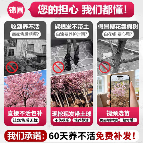 特大日本樱花树苗庭院绿化工程风景树花卉植物南北方室外耐寒种植 - 图0