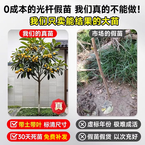 特大枇杷树苗果苗大果大五星白玉琵琶果树苗嫁接批把树当年结果树 - 图0