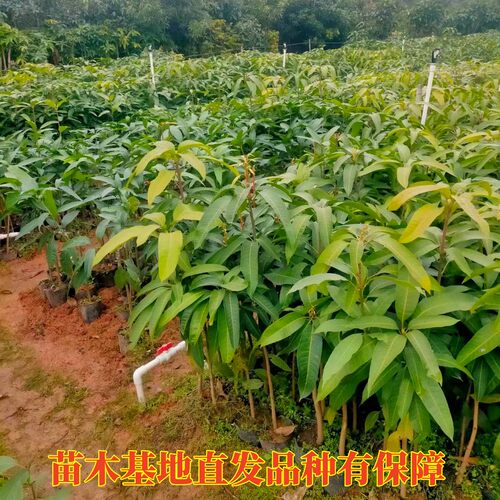 泰国枇杷芒正宗嫁接果树苗带土叶盆栽地栽庭院种植当年结果树苗 - 图0
