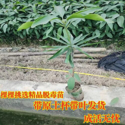 泰国枇杷芒正宗嫁接果树苗带土叶盆栽地栽庭院种植当年结果树苗 - 图2