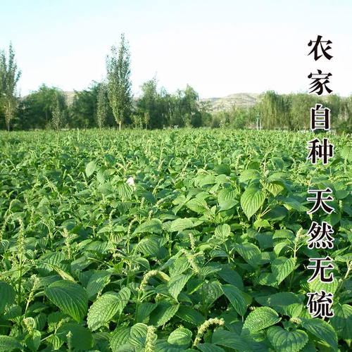 紫苏50g 白苏赤苏 香 苏 麻苏草非紫苏叶去腥烧鱼虾蟹紫苏干 紫苏 - 图2