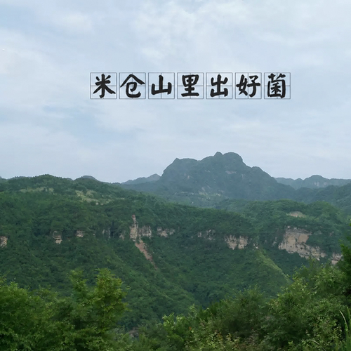 姬松茸100克干货小姬 松茸 菌 精选姬松耸蘑菇巴西菌菇鸡松茸 - 图0