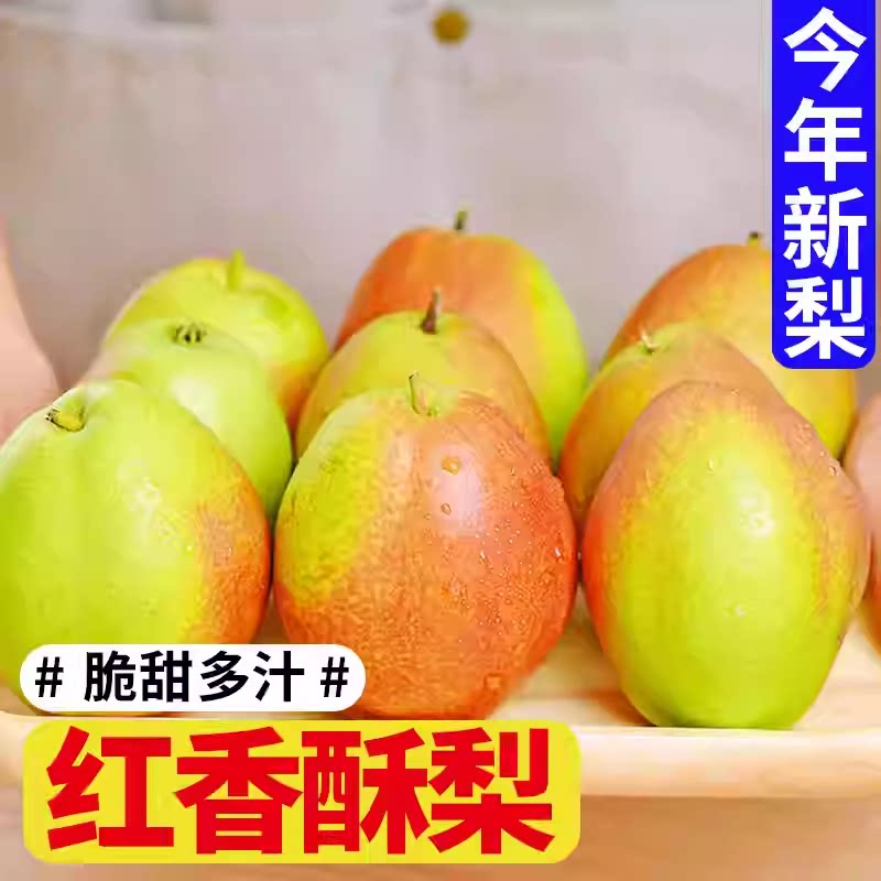 正宗山西红香酥梨当季现摘薄皮脆甜多汁新鲜水果整箱9斤香梨包邮2