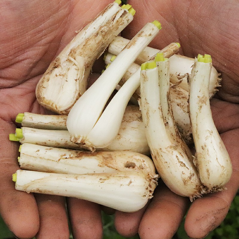 新鲜藠头去叶去根四川茭头农家应季蔬菜荞头种腌制茭头5斤包邮 - 图0