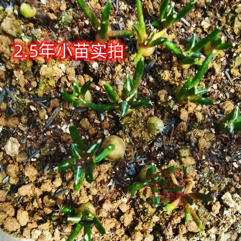 姬牡丹实生种子白花岩牡丹属仙人球Ariocarpus kotschoubeyanus_虎窝淘