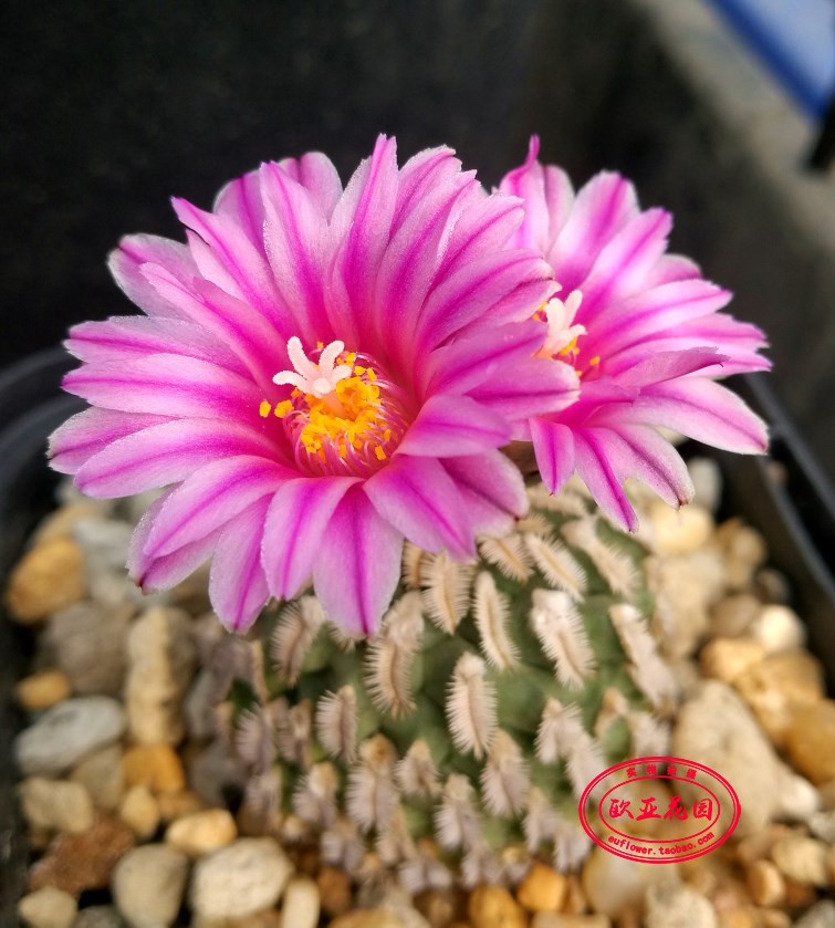 密刺海胆娇丽属实生仙人球种子小苗Turbinicarpus pulcherrimus - 图0