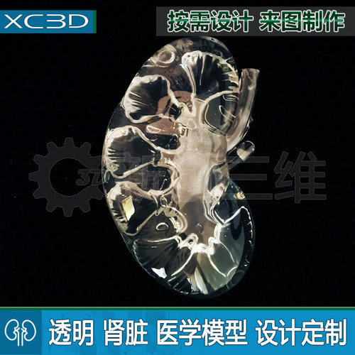 肾脏胃镜训练透明3D打印医疗人体器官定制心脏肝脏模型定做 - 图1