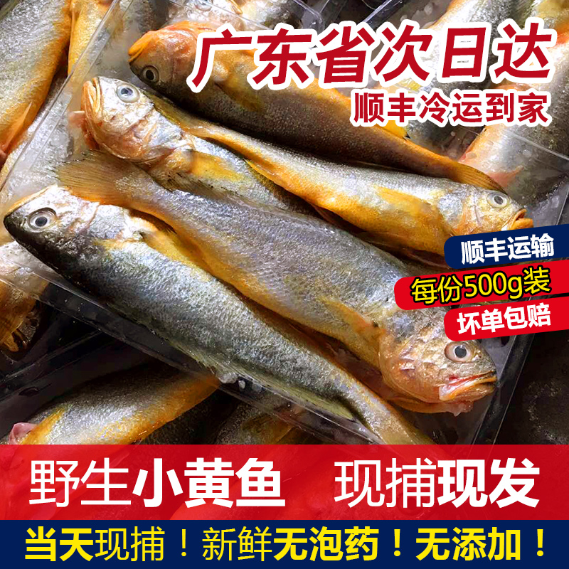 小黄鱼深海鱼新鲜冷冻潮汕海鲜水产鲜活速冻红口鱼金龙鱼小黄花鱼-图0