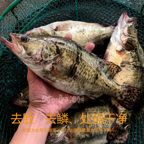 桂花鱼鲜活冷冻潮汕海鲜水产花鱼花鲫鱼清蒸海鱼新鲜桂鱼淡水鳜鱼 - 图0