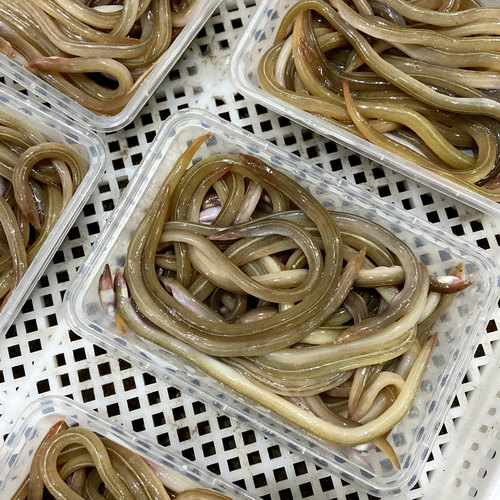 油筷鱼油鳗鱼海捕海鱼筷子鱼油龙潮汕特产海鲜水产蚓鳗小沙鳗鱼 - 图2