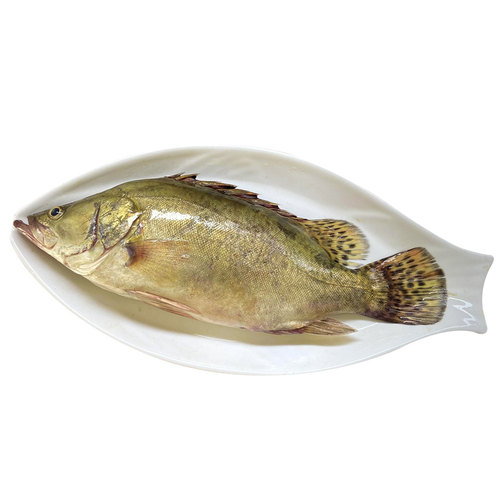 桂花鱼鲜活冷冻潮汕海鲜水产花鱼花鲫鱼清蒸海鱼新鲜桂鱼淡水鳜鱼 - 图3