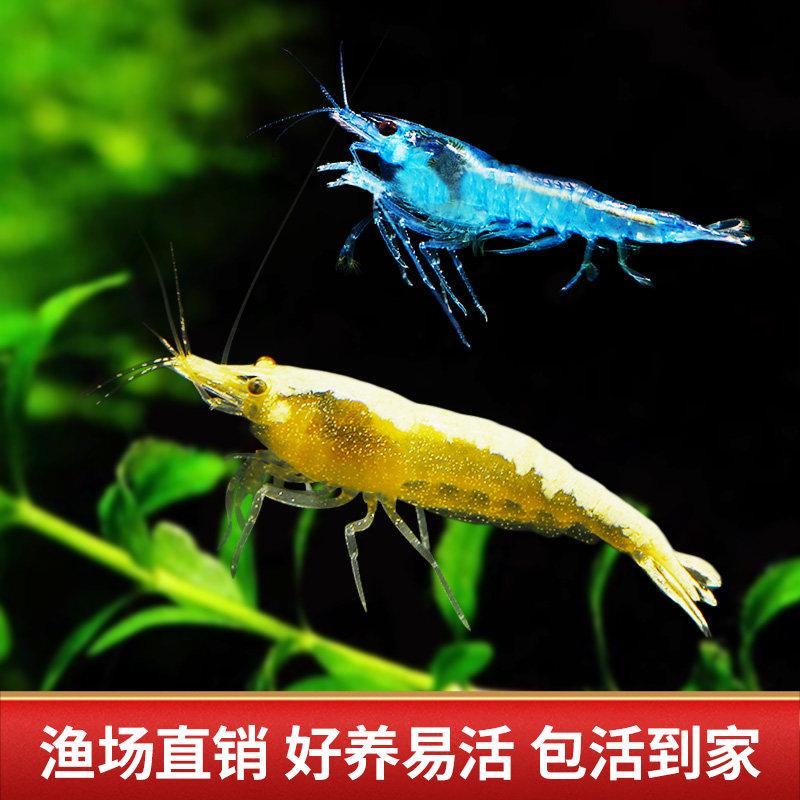 观赏虾除藻虾淡水鲜活黑壳虾清洁鱼耐活好养热带观赏鱼宠物水晶虾,淘宝优惠券,粉丝福利购,淘宝优惠卷