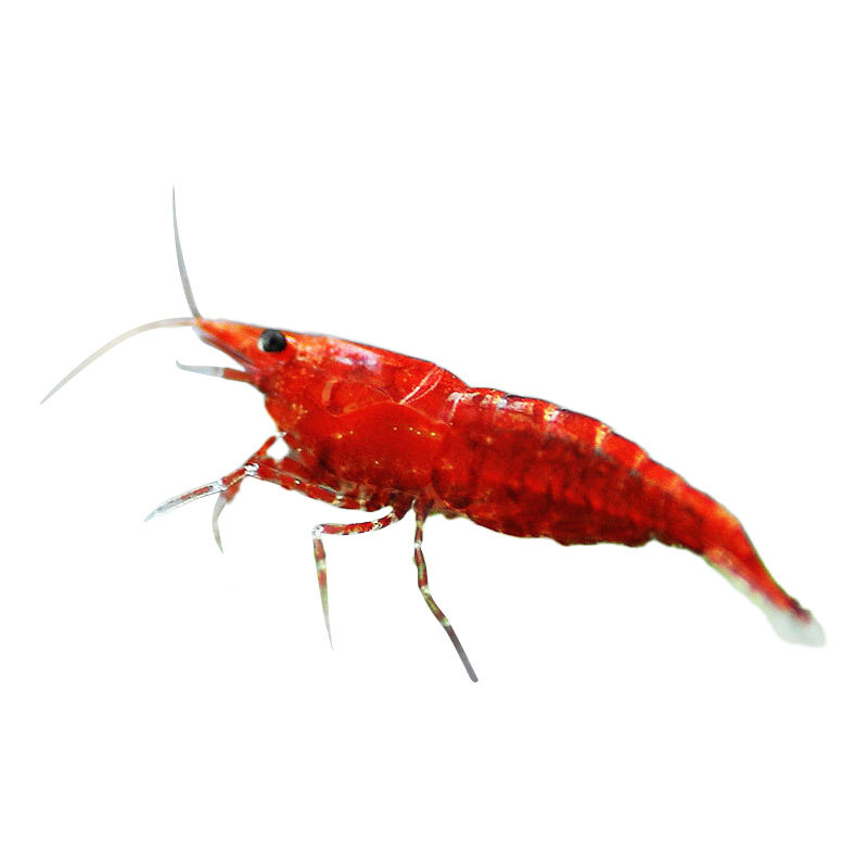 观赏虾除藻虾淡水鲜活黑壳虾清洁鱼耐活好养热带观赏鱼宠物水晶虾,淘宝优惠券,粉丝福利购,淘宝优惠卷