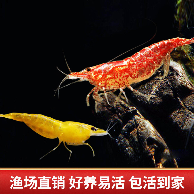 观赏虾除藻虾淡水鲜活黑壳虾清洁鱼耐活好养热带观赏鱼宠物水晶虾,淘宝优惠券,粉丝福利购,淘宝优惠卷