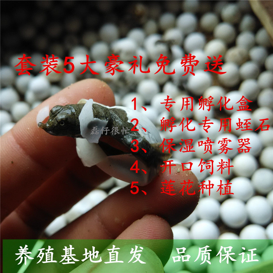 甲鱼蛋乌龟蛋可孵化鳖蛋草龟王八蛋甲鱼苗中华鳖蛋黄沙杂蛋受精蛋,淘宝优惠券,粉丝福利购,淘宝优惠卷