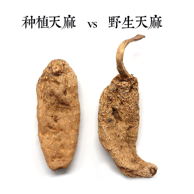  驴拉车滋补养生天麻