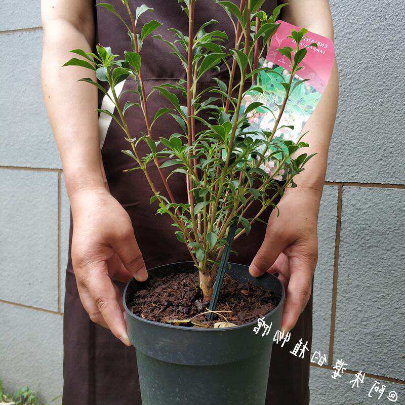 日本荷兰进口植物日本布纹吊钟花卉盆栽灯台躑躅耐寒-图2