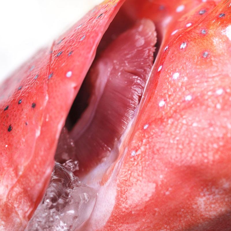 鲜冻东星斑1.8-2斤/条整条海捕石斑鱼老虎斑青斑冷冻水产海鲜海鱼 - 图1