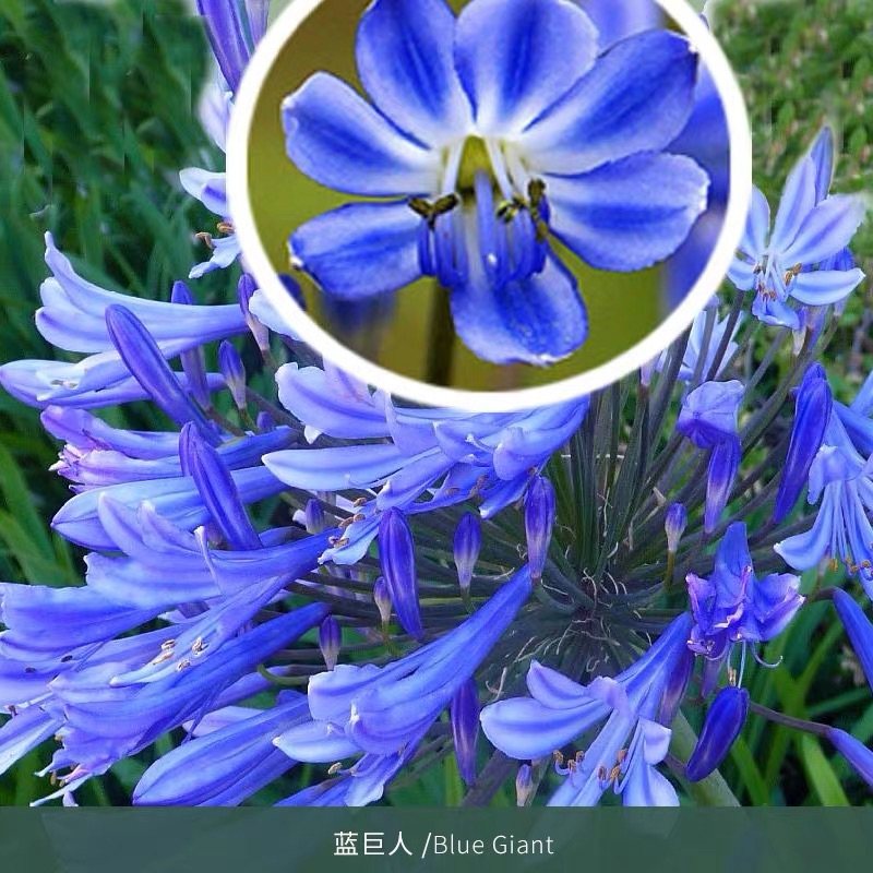 蓝色百子莲盆栽进口多年生庭院阳台室内花卉植物易活四季开花不断