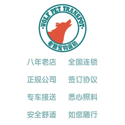 哈尔滨实体店宠物托运全国服务国际同机随机运输猫狗空运出回国 - 图0