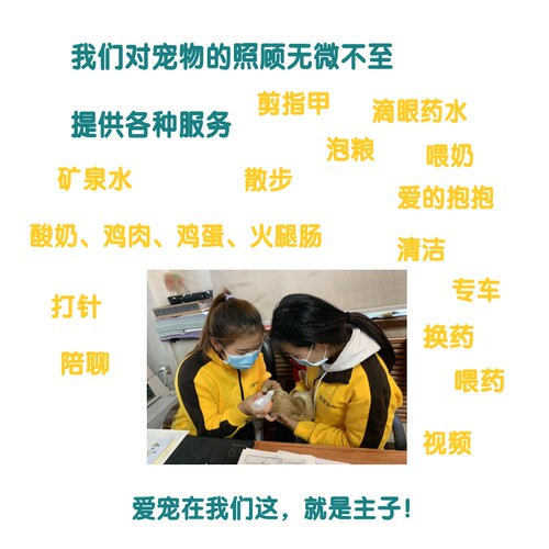 哈尔滨实体店宠物托运全国服务国际同机随机运输猫狗空运出回国 - 图3