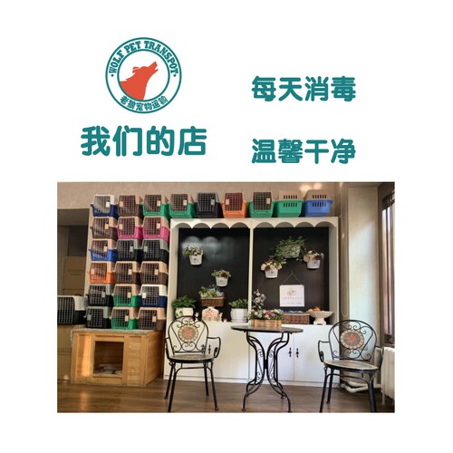 哈尔滨实体店宠物托运全国服务国际同机随机运输猫狗空运出回国 - 图2