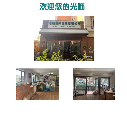 哈尔滨实体店宠物托运全国服务国际同机随机运输猫狗空运出回国 - 图1