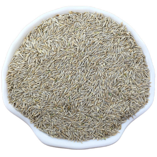 生菜籽中药材新货生菜子白巨胜子干货白巨胜籽白苣胜莴苣子可打粉 - 图3