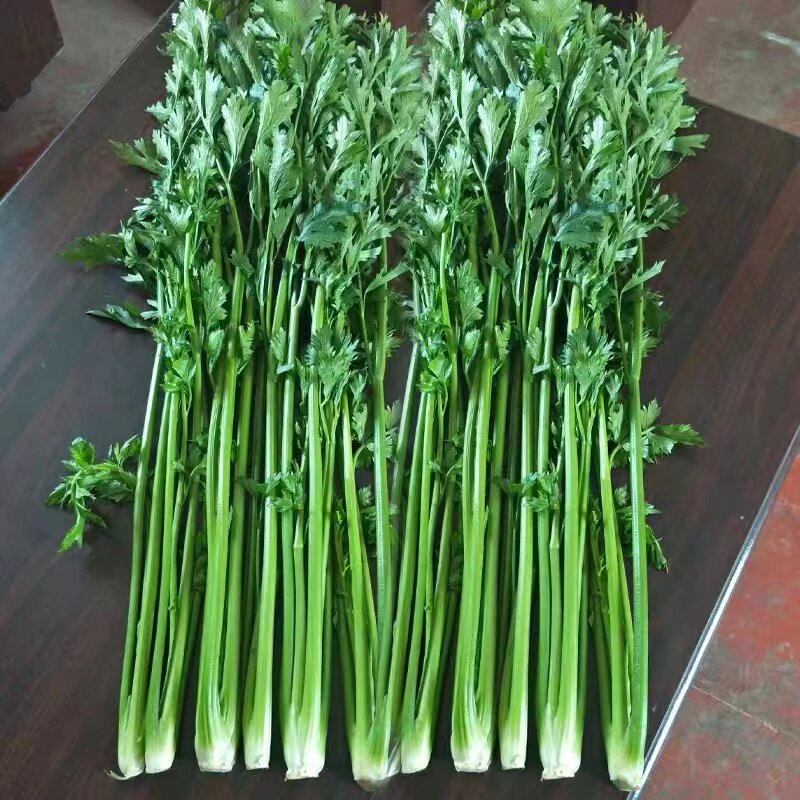 章丘鲍芹种子种籽实心芹菜阳台菜种四季盆栽籽种蔬菜孑菜籽老品种