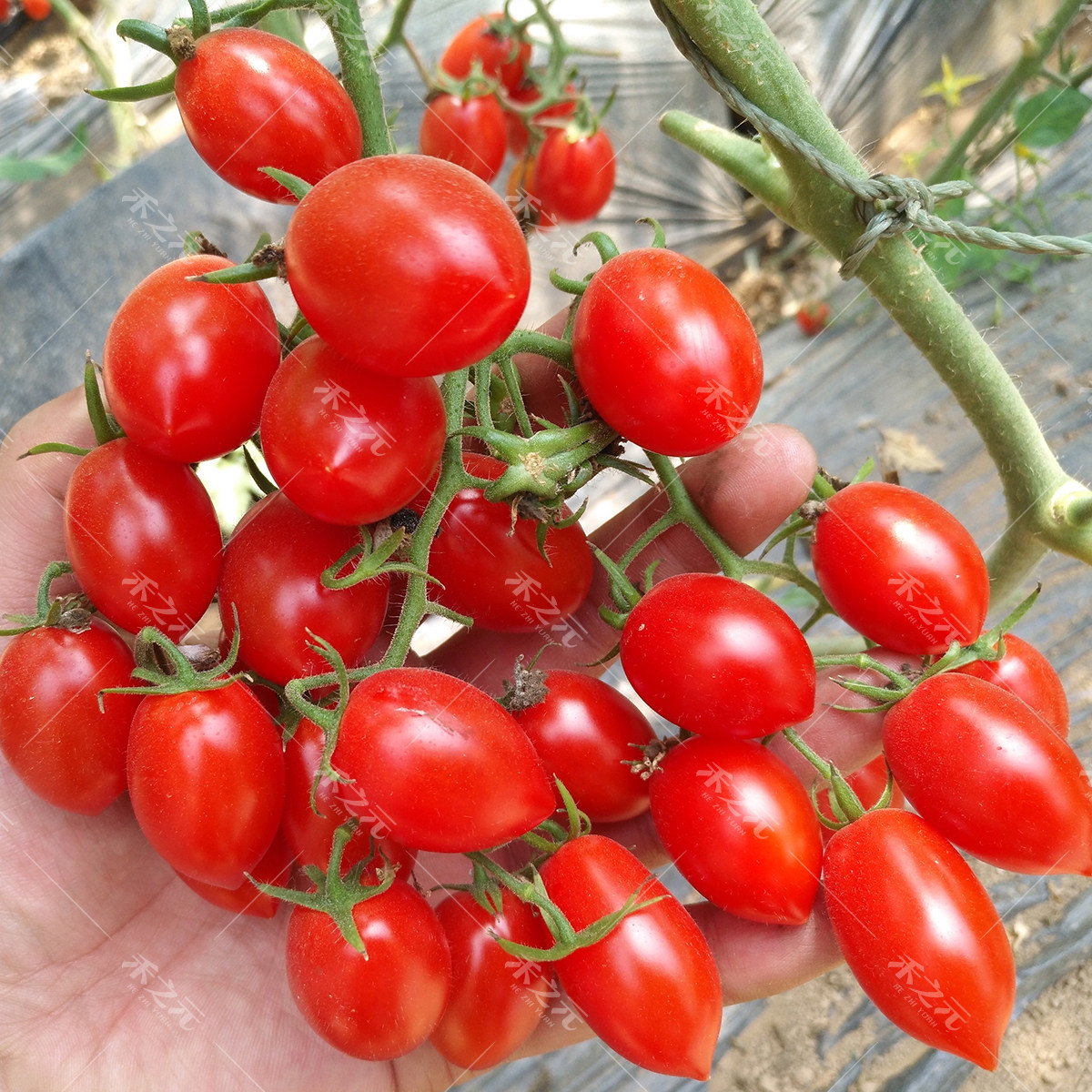 花生果超甜圣女果种子樱桃番茄西红柿种籽盆栽四季春夏秋冬播高产