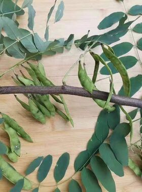 【30cm*6根】洋槐树枝刺槐枝中药材洋槐树枝刺槐树枝刺槐杆杆原木