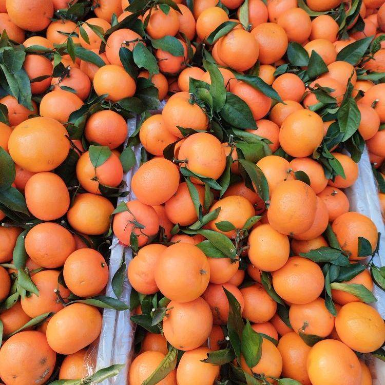 贵州平塘农家沃柑新鲜水果橘子橙子农家自种现摘现发包邮,淘宝优惠券,粉丝福利购,淘宝优惠卷