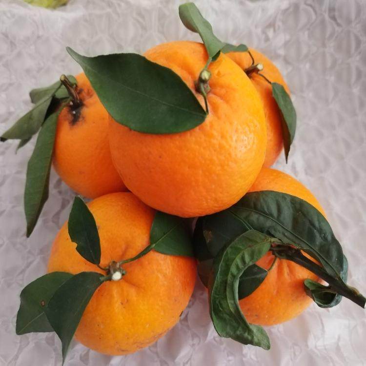 贵州平塘农家沃柑新鲜水果橘子橙子农家自种现摘现发包邮,淘宝优惠券,粉丝福利购,淘宝优惠卷