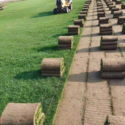 草皮真草坪带泥土果岭草四季青地毯草剪股颖带土庭院绿化马尼拉-图1