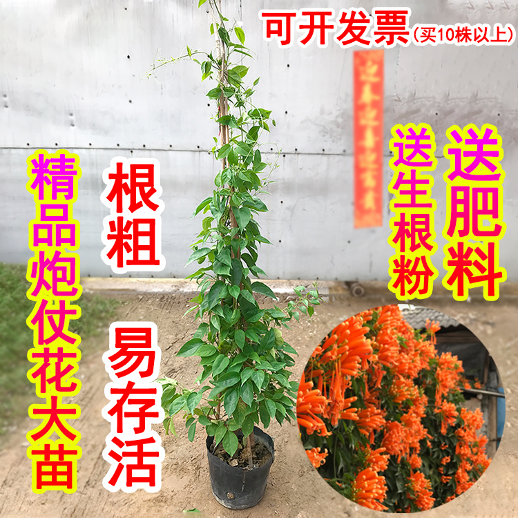 炮仗花苗爬藤植物垂吊凌霄花四季攀爬  牵藤爬墙庭院鞭炮花阳台 - 图0