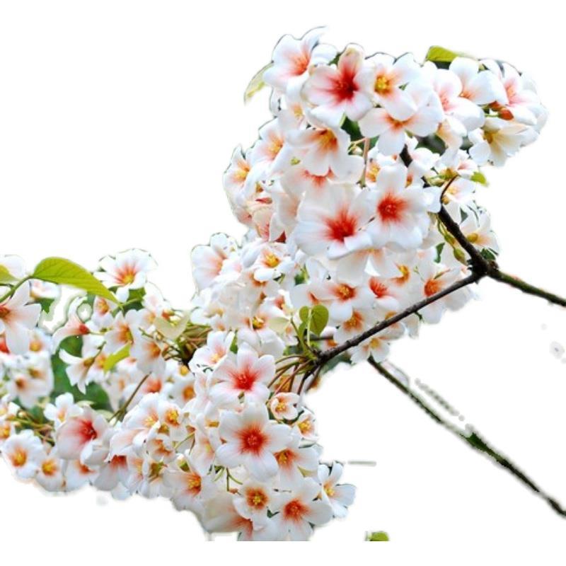 文冠花树苗盆栽地栽文冠果苗庭院别墅南北方种植文官树四季长青植 - 图3