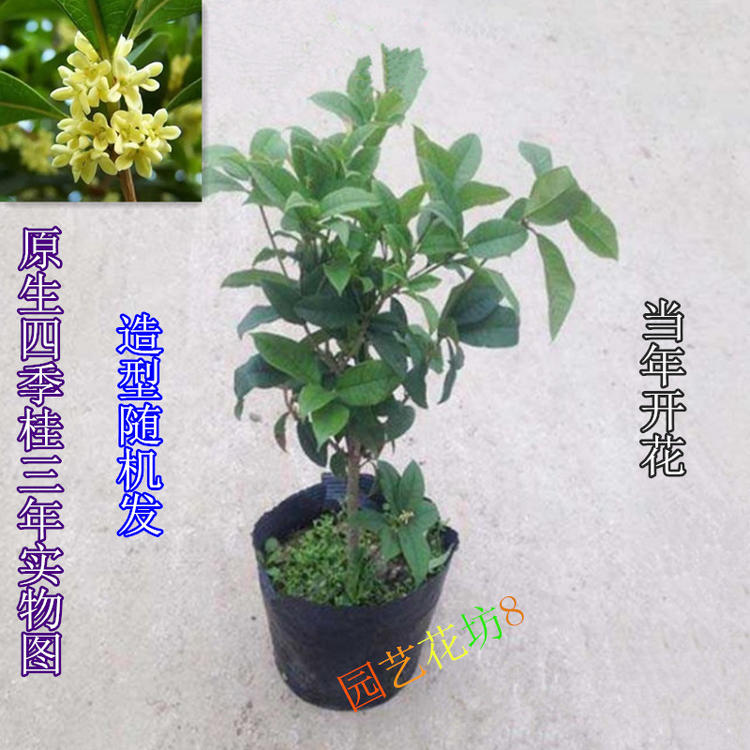 四季桂花苗金桂花苗日香桂花苗桂花树苗丹桂红桂花盆栽庭院种植-图0