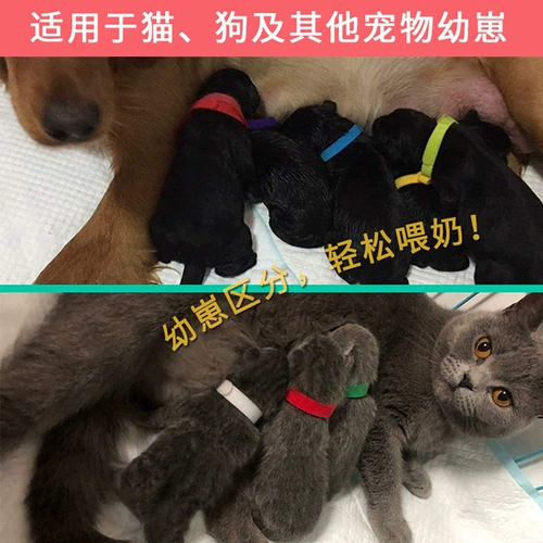 Кольцо для распознавания домашних животных Кольцо. Отмещение рода принесение кошки, маркирующего новорожденного котенка котенка, чтобы идентифицировать молочные кошки и круги горки собак