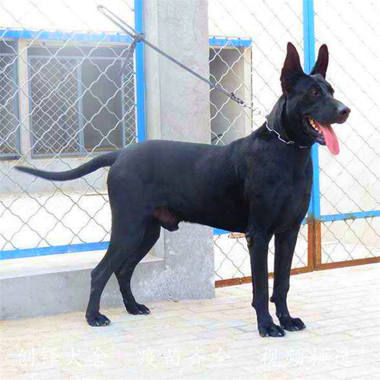 黑狼犬幼犬活体纯种墨界狼狗纯黑色狼犬大型犬巨型猛犬看家护院犬 郓城创铎 淘优券 黑狼犬幼犬活体纯种墨界狼狗纯黑色狼犬大型犬巨型猛犬看家护院犬 郓城创铎 淘优券