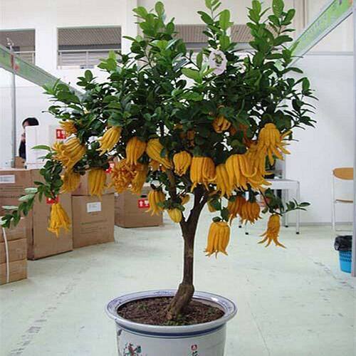 果树苗金佛手盆栽佛手盆景大苗南北方果苗室内外观果植物盆栽绿植 - 图0