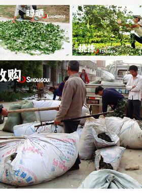 艾益灸野生艾绒散装50灸馆专用