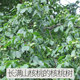 2025 new arrival wild original old tree raw dried walnuts