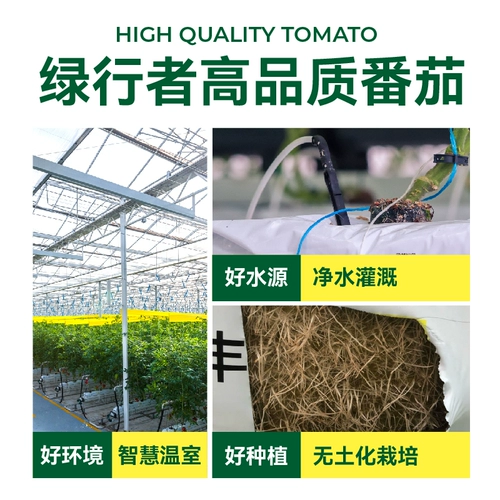 【Зеленый ходок】 Momotaro Powder Tomato Tomato Свежие песчаные помидоры и помидоры с сырыми фруктами и старым вкусом фермы
