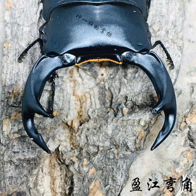 盈江弯角成虫幼虫锹形虫锹甲昆虫标本原虫湿虫不僵硬国产宠物爬虫 虎窝淘